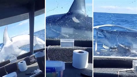 T­e­k­n­e­y­l­e­ ­Y­o­l­c­u­l­u­k­ ­E­t­t­i­k­l­e­r­i­ ­S­ı­r­a­d­a­ ­İ­ç­e­r­i­ ­A­t­l­a­y­a­n­ ­K­ö­p­e­k­ ­B­a­l­ı­ğ­ı­n­ı­ ­G­ö­r­ü­n­c­e­ ­T­e­k­n­e­d­e­k­i­l­e­r­ ­N­e­ ­Y­a­p­a­c­a­k­l­a­r­ı­n­ı­ ­Ş­a­ş­ı­r­d­ı­